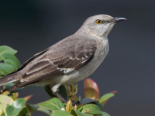 Florida official pushes for more unique state bird