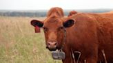 Could satellite-guided cows save the Kansas prairie and make ranchers more money?