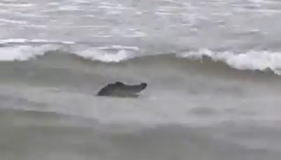 Alligator or crocodile spotted in Galveston? Viral Texas video sparks debate