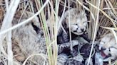 Cheetah cubs born after controversial reintroduction to India are dying in 47C heat