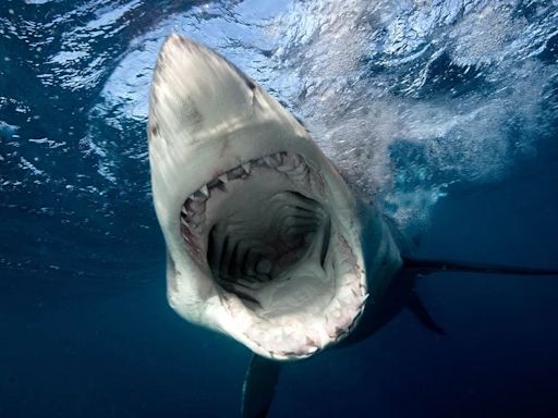 Las autoridades investigan el posible ataque de un mismo tiburón a cuatro personas en una playa de Texas