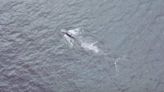 Drone spots endangered right whale off Peggys Cove, N.S.