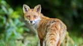 Red Foxes in Scotland Are Eating a Significant Amount of Dog Feces, Study Finds