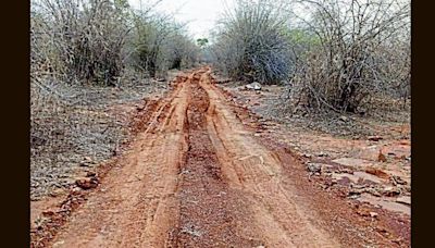 Experts flag large-scale clearing of vegetation in Mirzapur forest