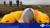 Young minke whale stranded on rocks dies after 'dangerous' rescue attempt