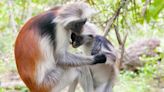 How Can Saving This Fluffy Monkey Help Africa’s Forests?