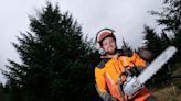 40-year-old super spruce selected as Westminster Christmas tree