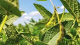 Increased soybean output to come for Brazil - AGCanada