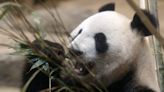 Los pandas evolucionaron para comer bambú hace unos seis millones de años