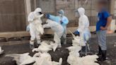 嘉義鵝場爆H5N1禽流感 防檢署籲養禽業者提高警覺