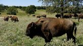 ‘Drunk’ man who kicked a bison and was then injured by another is arrested