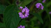 Trailing Lantana Will Give You Beautiful Blooms Year-Round—How to Grow It