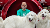 Bereaved friends seek new home for Howey-in-the-Hills Great Pyrenees