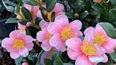 How and when to trim camellias? Enjoy the bloom, then prune