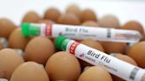 Gripe aviar afecta a vacas lecheras, gallinas y personas en Texas durante migración de los patos