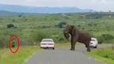 Watch: Tourist flees bull elephant by escaping car...and risking being eaten by lions