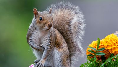 7 Smart Tips for Keeping Those Darn Squirrels Out of Your Potted Plants