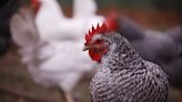 Lanzan guía para impulsar comercio internacional de productos avícolas latinoamericanos
