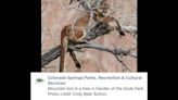 ‘Majestic’ mountain lion finds daring spot to people watch at Colorado park, photos show