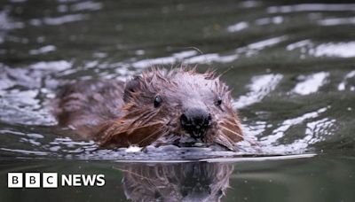 Ealing beavers: Dams, canals - and perhaps babies