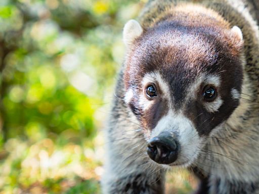 Discover Caribbean Wildlife At These Luxurious All-Inclusive Resorts