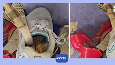 Chilling video of cobra hiding in someone's shoe is exactly what nightmares are made of