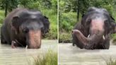 Video: Elephant once dubbed the ‘world’s loneliest’ has summer fun at Cambodian wildlife sanctuary