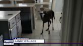 Deer 'Kool-Aid manned' into Texas home and spent the night