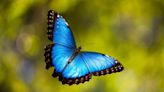 Mariposas amazónicas, un ejemplo de cómo pueden evolucionar las especies hibridadas