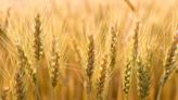 U.S. grains: US wheat futures up on strengthening demand - AGCanada