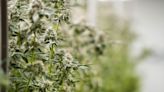Ohio recreational marijuana sales could happen sooner than expected