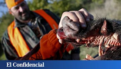 La última batalla del Ejército italiano: controlar a tiros a los jabalíes para salvar su 'prosciutto'