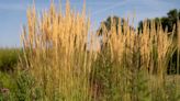 How to Grow Karl Foerster Feather Reed Grass in Your Yard