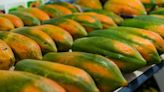 Equilibrium/Sustainability — Papayas float above rising seas