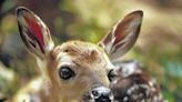 Pa. Game Commission annual springtime alert: Leave young wildlife alone - Times Leader