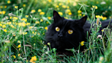 'Unwanted' Exotic Shorthair Kitten Adopted by Veterinarian She Was Surrendered To