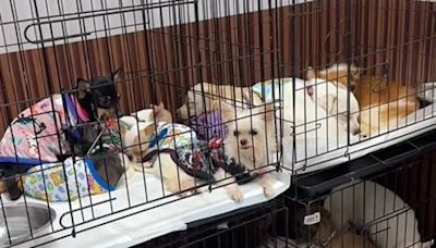 Dogs locked up in Bangkok house without food eat body of dead owner