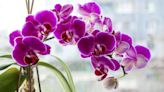 Orchids bloom for a long time using expert’s incredible homemade fertiliser