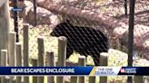 Bear temporarily escapes enclosure at Mississippi zoo