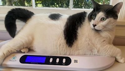 El épico viaje de Patches, el gato que logró perder 10 kilos en un año