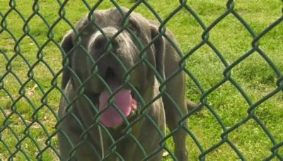 Little Rock Animal Village officials say Neapolitan mastiff nicknamed Eleanor given back to owner, local advocates raise questions