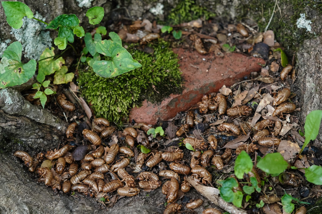 When is the next cicada-geddon?