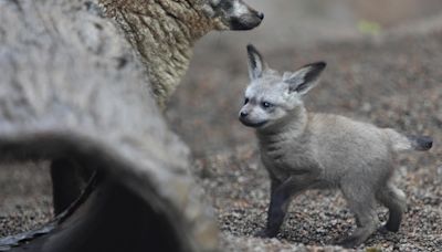 Bat-eared fox kit born at Zoo Knoxville beginning to venture out of the den
