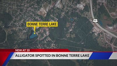 Small alligator spotted in Bonne Terre Lake