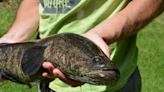 Invasive Snakehead Caught in Missouri for Second Time