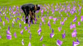 Flags planted at UMass Memorial Medical Center in Worcester for Overdose Awareness Day