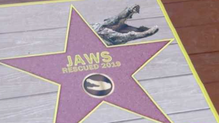 Alligator Walk of Fame coming to Orlando this Summer