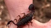 Yes, Kentucky has scorpions. How to get them (and other critters) out of your home