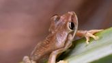 Cuban treefrog climbs to new invasive heights in Florida and now into Georgia