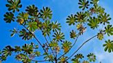 CHARLES REYNOLDS: Cecropia tree boasts outstanding foliage